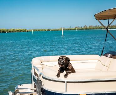 Dog enjoying a boat ride in Punta Gorda/Englewood Beach