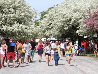 Tulip Festival