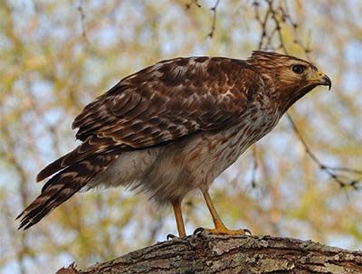 Birding - Hawk