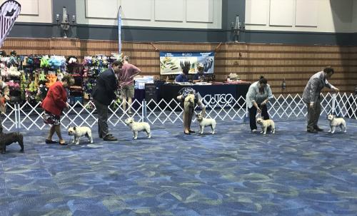Lagniappe Dog Show