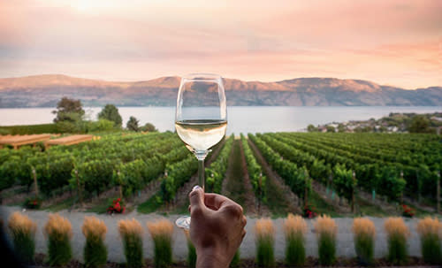 wine glass with vineyard in background