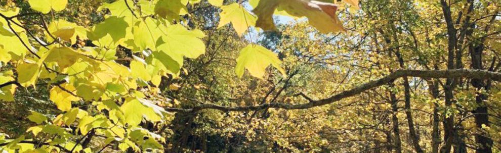 Leaf-peepers, get ready for spectacular fall season