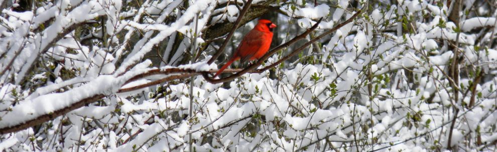 Ligonier Bird Winter