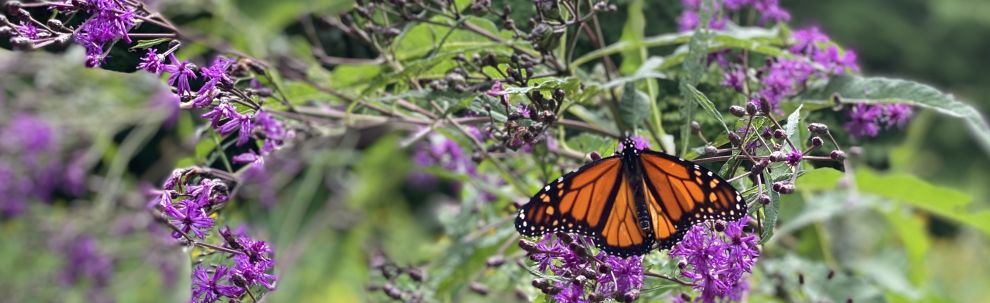 A monarch butterfly lands on a flower at Laurel Hill State Park.