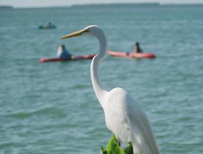 Egret at water's edge with kayaks in background