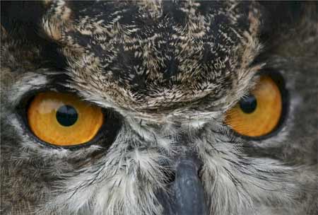 Great Horned Owl Eyes | Pixabay Image