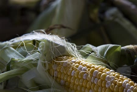 Ear of corn from K&J Homegrown Produce