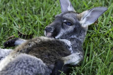 A baby kangaroo, or joey, soaking up sunshine at Global Wildlife Center