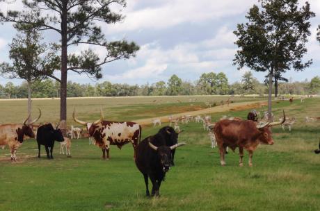 African Watusi herd at Global Wildlife Center