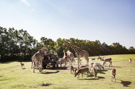 Animals surround wagon at Global Wildlife, Folsom