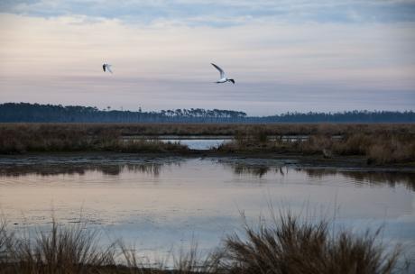 Gulls flying over Big Branch March National Wildlife Refuge at sunset