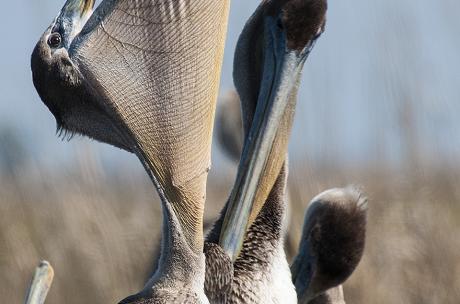 Brown Pelican at Big Branch Marsh National Wildlife Refuge