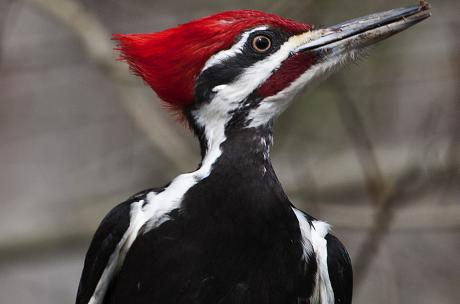 Bird Fest - Red headed woodpecker Fontainebleau