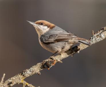 Close up of a Brown-Headed Nuthatch