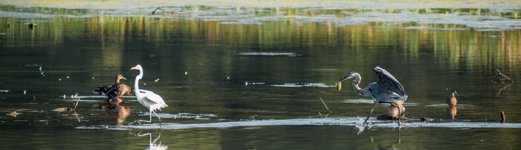 Water Fowl at Wildwood Park in Harrisburg, PA