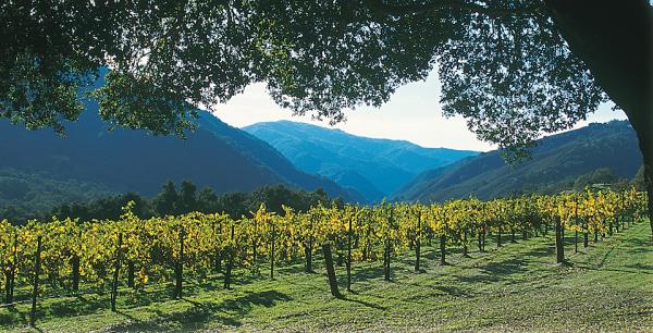 Coms_Carmel Valley Vineyards