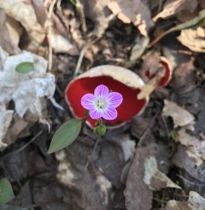 Spring Beauty on Scarlet Cup Fungus