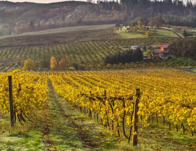 Fall vineyard in the Willamette Valley