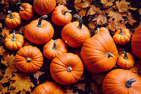 A group of orange pumpkins resting on a pile of orange leaves