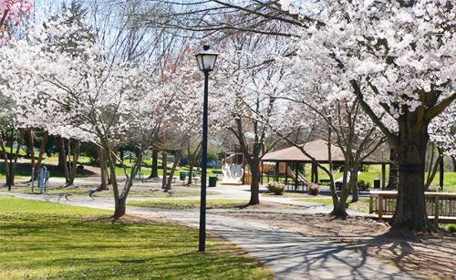 View of the cherry blossoms at Roosevelt Wilson Park 
