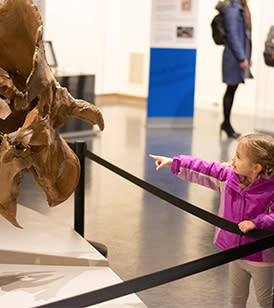A child is pointing at a dinosaur skull at the Neville Public Museum.