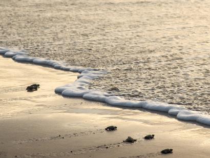 Sea Turtle Releases