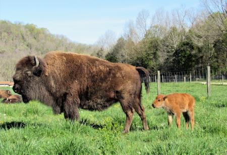 bison mother and bison calf side view at big bone lick state historic site in union, ky.