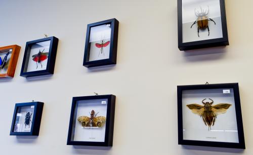 Earth's Art shadow boxes of insects