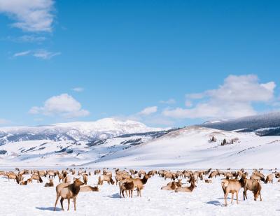 Elk Herd on Refuge
