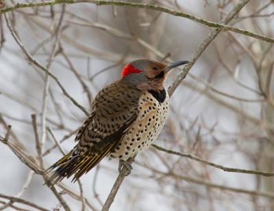Photo Credit: barrowclough@verizon.net