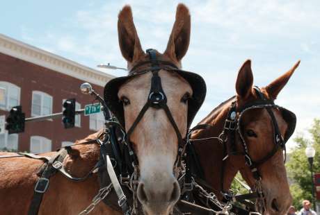 Make the Most of Mule Day in Columbia, TN