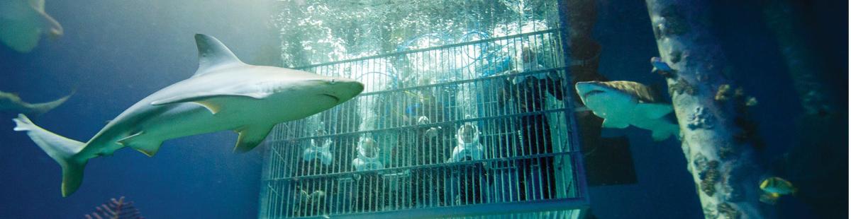 Out to Sea Shark Dive at Wonders of Wildlife in Springfield, Missouri.