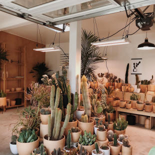 High & Dry Cactus Co