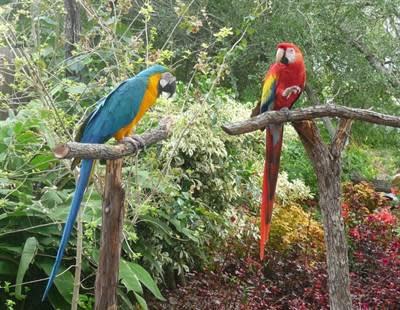 South Texas Botanical Gardens