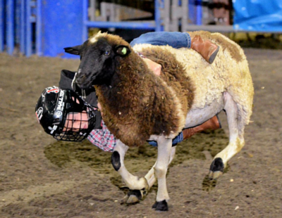 rodeo-corpus-christi-sheep.png