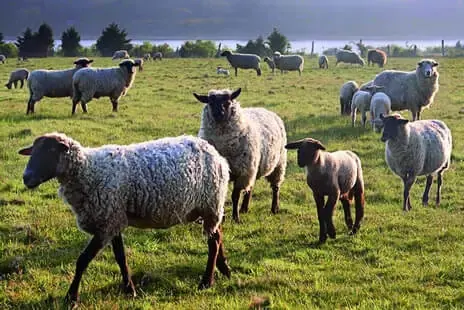 sheep