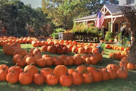 pumpkins