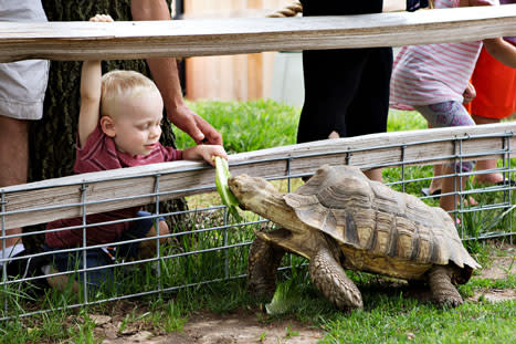 Turtle - Hutchinson Zoo