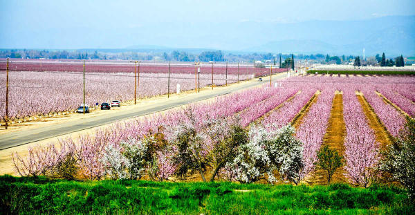 columns of purple trees on field