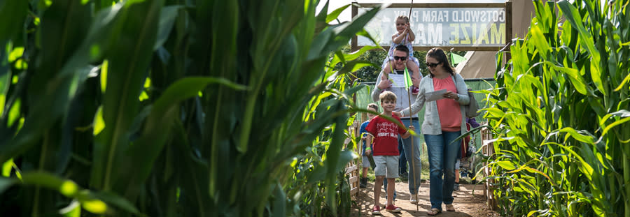 The Maize Maze at the Cotswold Farm Park