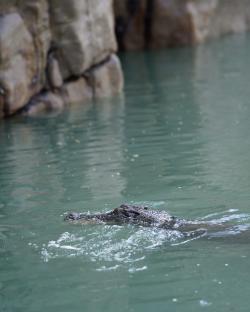 Croc