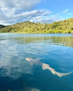 Tawny Nurse in Water