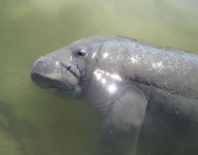 Closeup of a manatee in profile on a sunny day in Englewood Florida, taken on a SUP Englewood paddling tour.