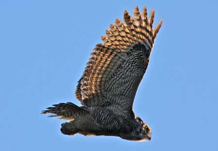 Great Horned Owl | Pixabay Image