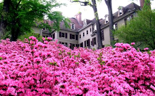 Winterthur Azaleas