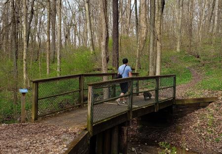 Hayes Arboretum Dog Walking
