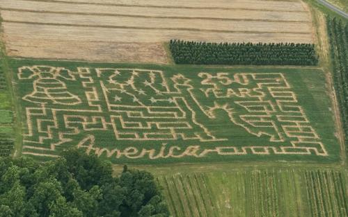 The America 250 themed corn maze at Mt. Airy Orchards featuring the Liberty Bell, the Statue of Liberty, and "America" written in script