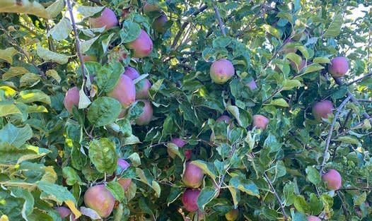 Curran Apple Orchard