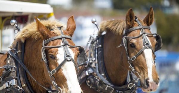 horses
