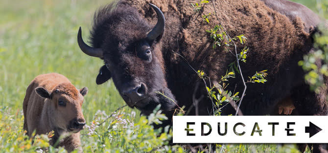 Educate - Bison at Kankakee Sands